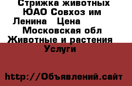 Стрижка животных ЮАО Совхоз им. Ленина › Цена ­ 1 500 - Московская обл. Животные и растения » Услуги   